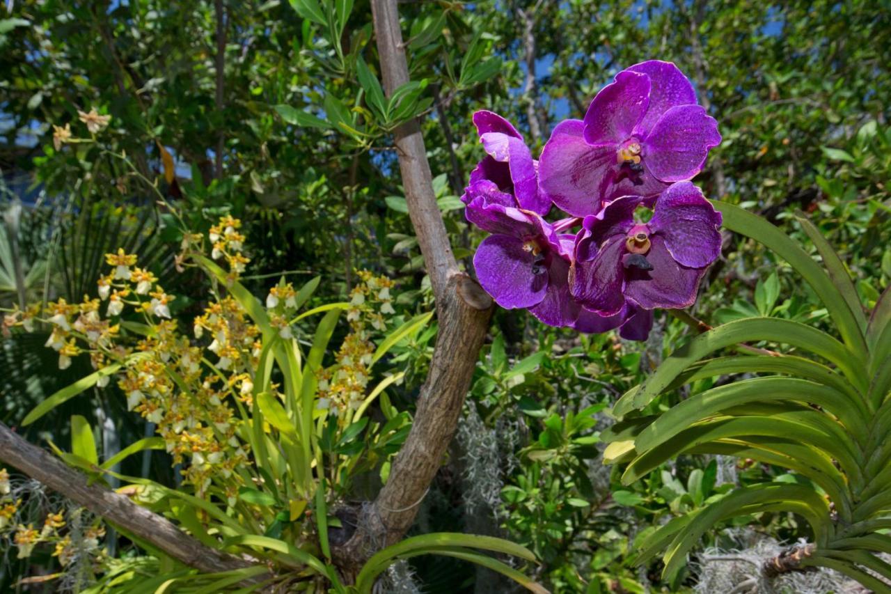Paradise Found Cayo Hueso Key West Exterior foto
