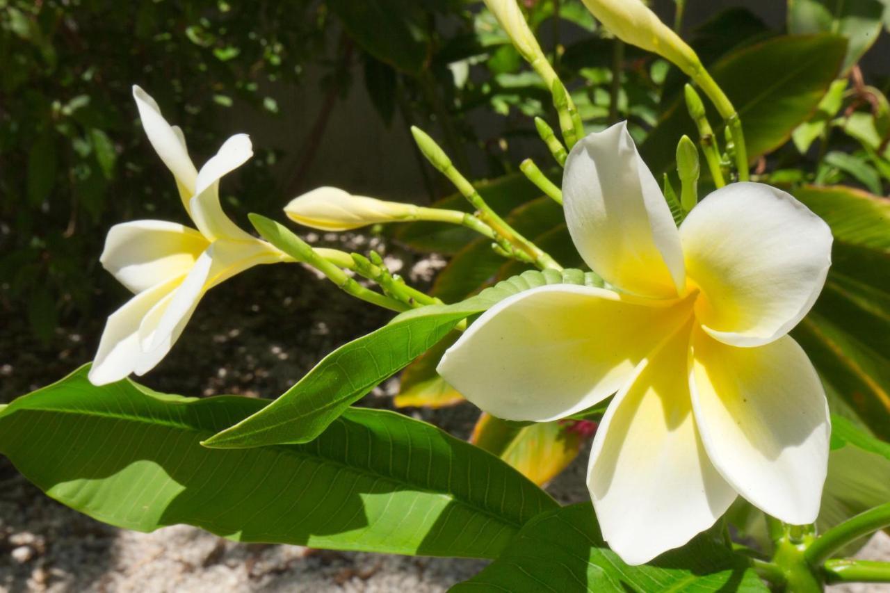 Paradise Found Cayo Hueso Key West Exterior foto